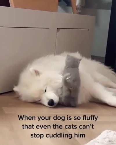 It's so fluffy, must always cuddle!