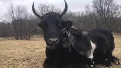 Peanut The Steer And His Long Time BFF Lucky At Skylands Animal Sanctuary And Re...