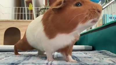 🚨🚨 oh i hear some bags crinkling, time to set off the Nacho alarm 🚨🚨