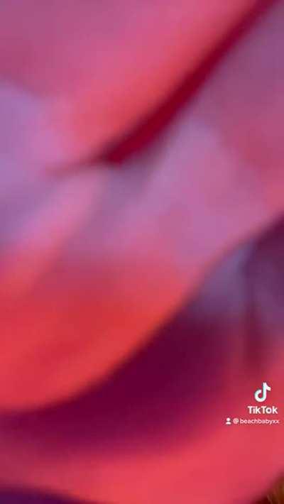 These are the Boobs You're Looking For