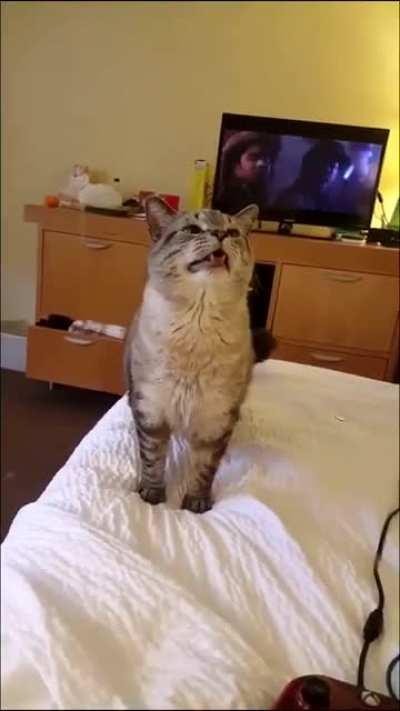 HA- HA- HA- HACHUUUUUUUU