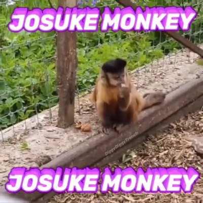 I want to see something like the DiU live action movie but all of the characters are just monkeys in costumes. Too much to ask for?