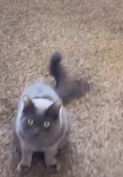 He knows he is guilty.