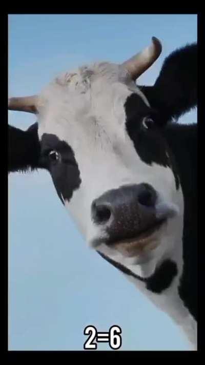 🐄