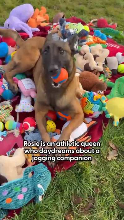 Santa came early for these rescue puppies