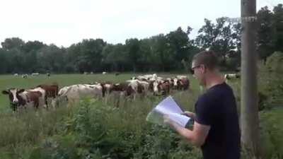 Bœvyne, Caller of Cows, Whisperer of Wildstock