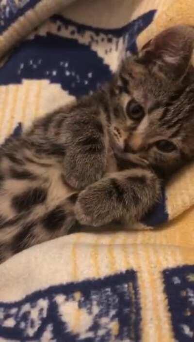 Prisoner has finally shown some compliance