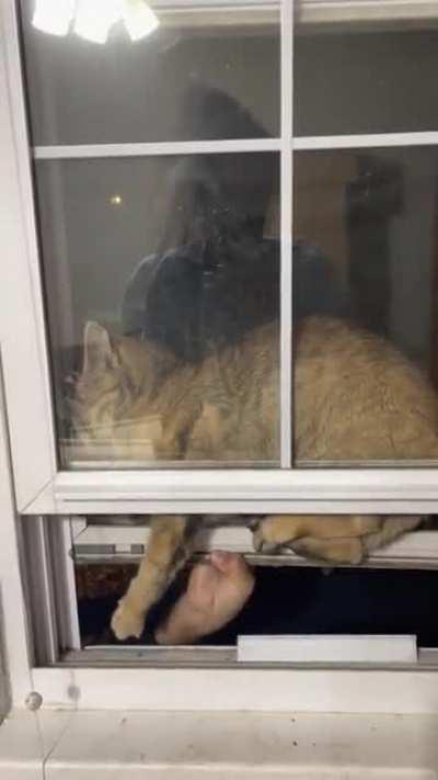 cat stuck in the window