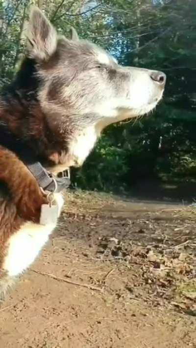 Sunday 🌞 husky collie 15 year grandad
