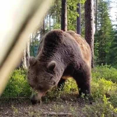 🔥 What a thing to see outside your tent 🔥