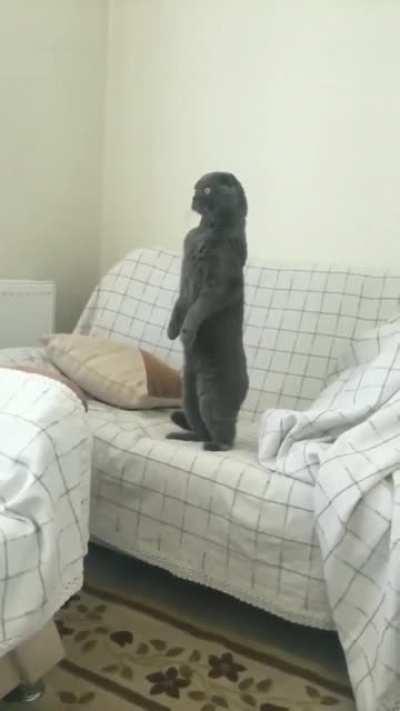 Cat.