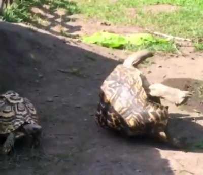 Helping your upside down friend get on his feet