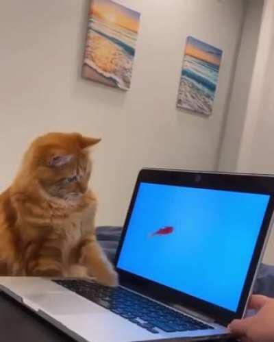 I become fish I get fish