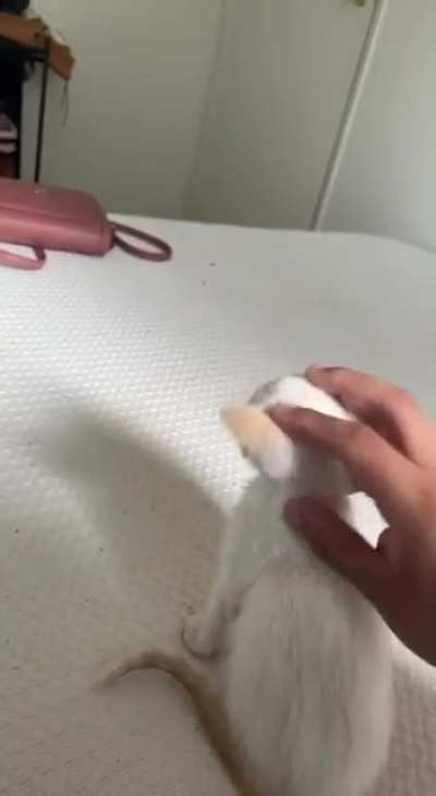 Is my little kitty a flamepoint?