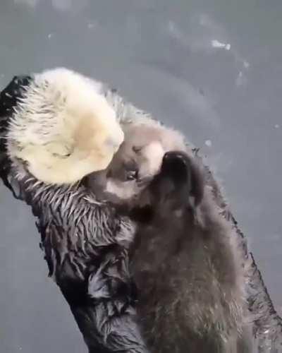 🔥 Two otters swimming in each other's hugs