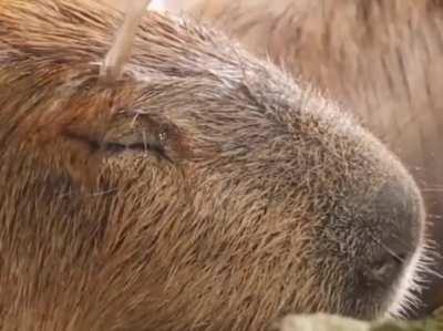 Should be enjoying the holidays as much as these guys enjoy water