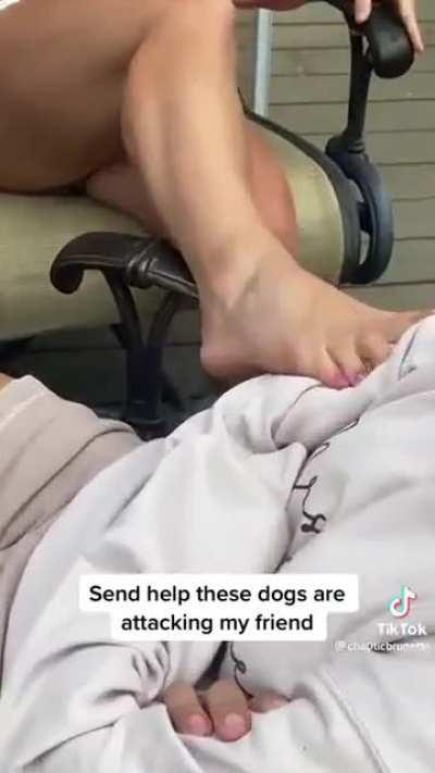 who let the dogs out?