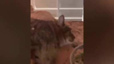 Poor lizard and the asshole cat