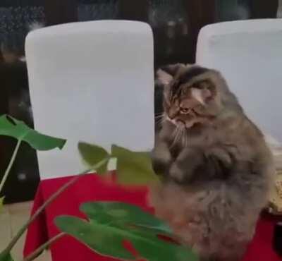 Float like a Butterfly, Sting like a Bee!