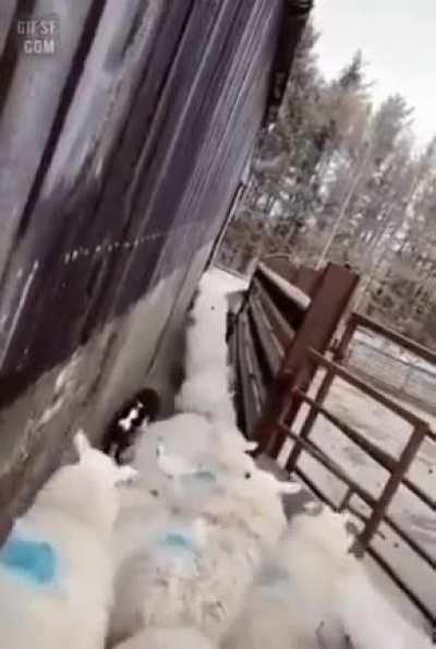 Shepherd dog, solves the traffic problem