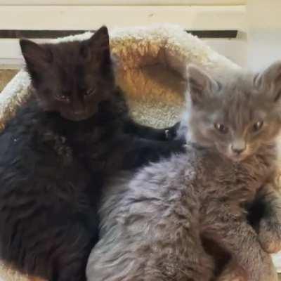 She is a masseuse prodigy