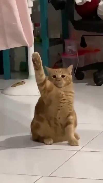 Croatian cat 🇭🇷💪🏻