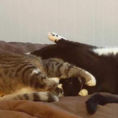 When they can't decide if they are grooming each other or wrestling