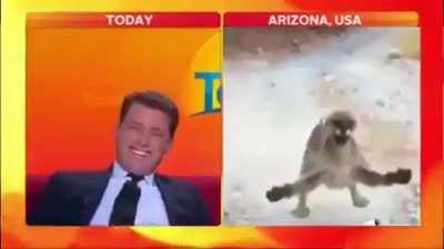 LOOK AT THIS FUCKING CAT