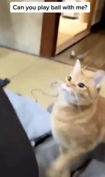 Cat begging to play fetch