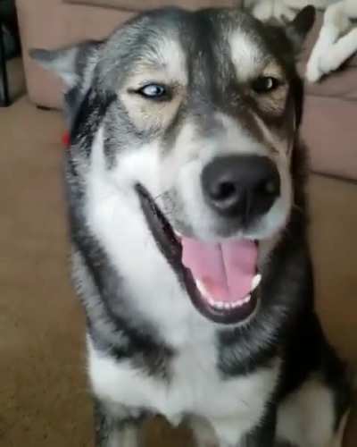 Happy head scratchiess 🥰