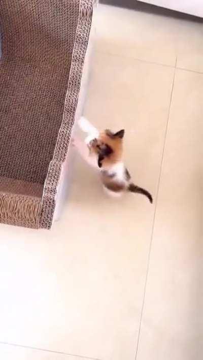 Lil bro gave up 🤭🥹