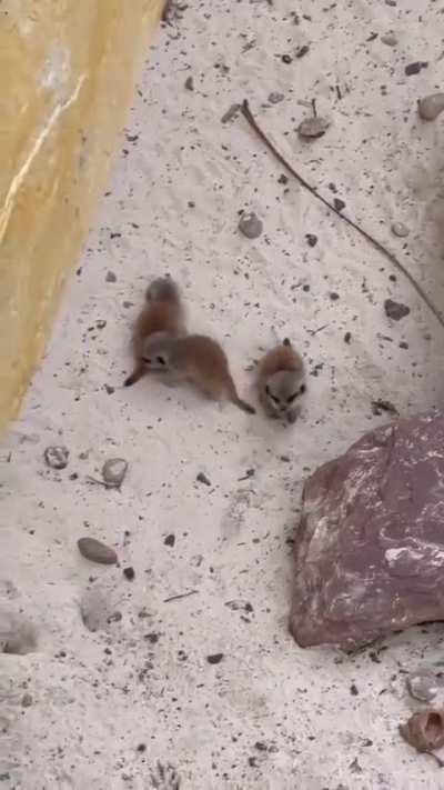 Baby Meerkats.