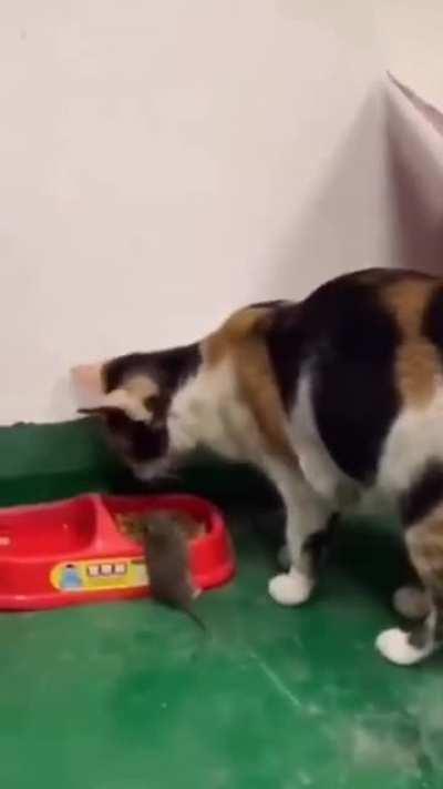 Cat carried mouse to food bowl