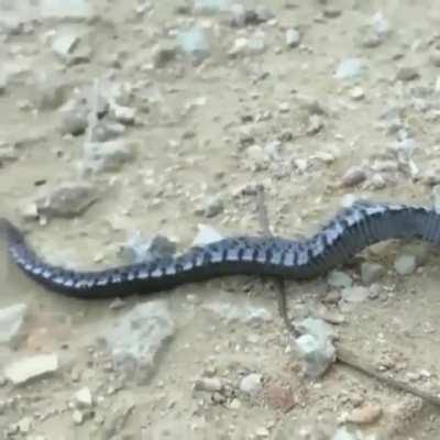 A hognose snake theatrically faking its death to avoid predation. This behavior is known as Thanatosis.