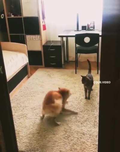 Cat vs dog
