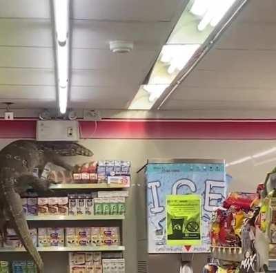 Large Monitor casually climbing the walls of a Thai supermarket.