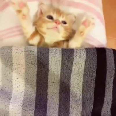 Kitten getting tucked in