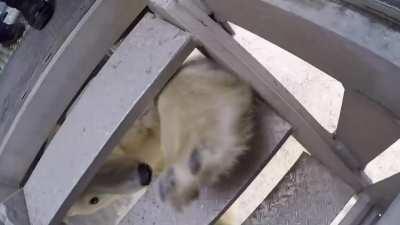 Polar Bear Encounter