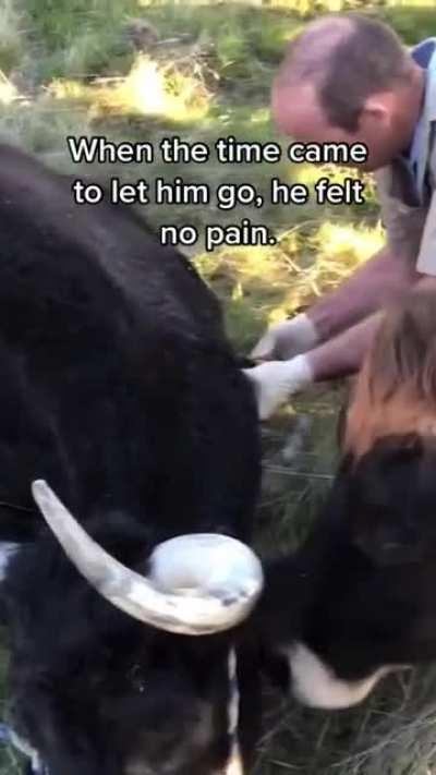 herd tries to help rescued steer to stand during his final moments living with inoperable cancer