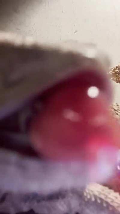 patricia tried to eat my phone 😭