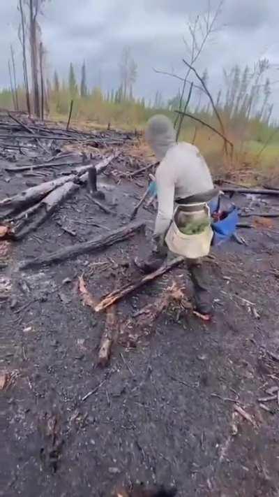This is 23-year-old Antonio Moose from Quebec as he set a new world record by planting 23,060 trees in 24 hours.
