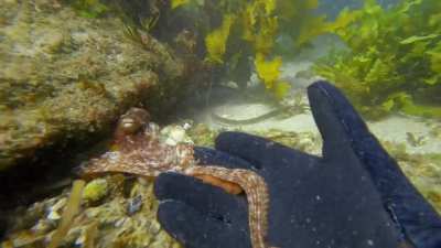 Shared a curious moment with a local while free diving in Sydney