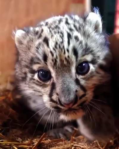 Маленький котенька.