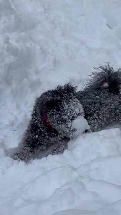 someone is enjoying the snow a little