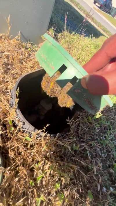 Bee hive found!! Gonna relocate them 😎