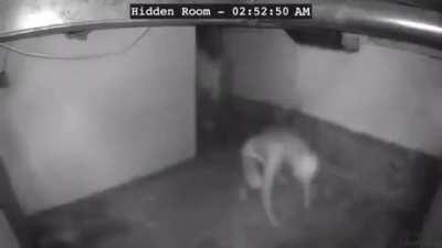 shawtyslikeamelodyinmyheadthati