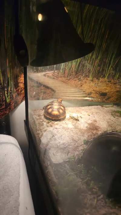 Need advice on how to give my new yearling redfoot the best life and how to tell if hes happy and not stressed,I soak him daily after I get out of work,give fresh water and food at the same time and spray his enclosure,lights get shut off when I go to bed