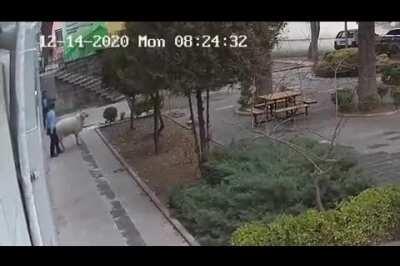 A goat, a sheep, and three lambs have been terrorizing people