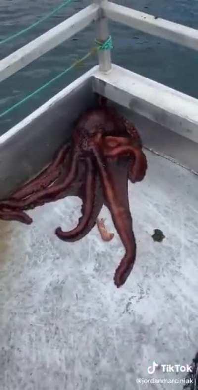 Those Slippery Octopus...