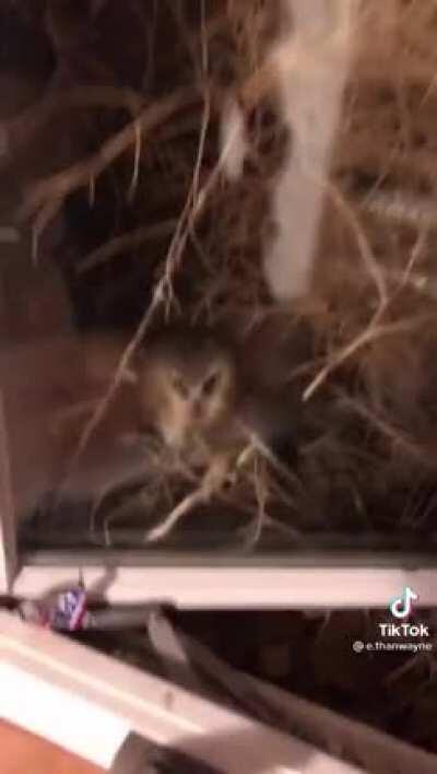 A series of wholesome events